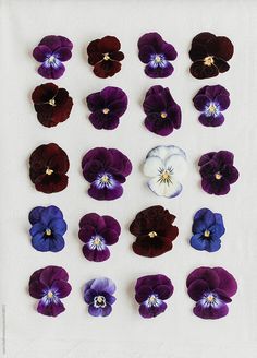 purple and blue pansies arranged on a white background