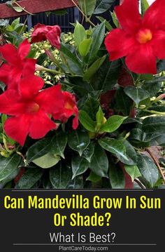 growing mandevilla vine in pots how to care for potted mandevillas