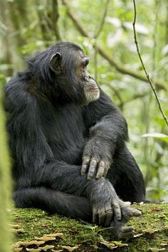 a chimpan sitting on top of a moss covered tree trunk