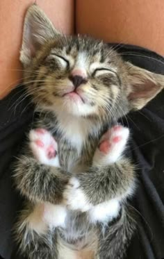 a small kitten sitting on top of a black bag with its eyes closed and it's paws stretched out