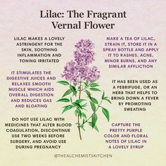 lilac the fragrantt flower with instructions on how to use it for facial care