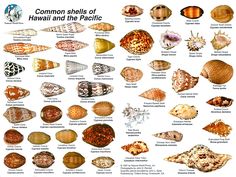 the different types of sea shells are shown in this poster, which shows their names