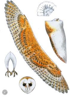 an owl and other animals are depicted in this illustration, including fish, shells, and feathers