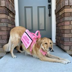 a brown dog wearing a pink harness and leash sitting in front of a gray door