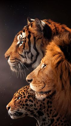 two lions and a leopard are facing each other in front of a dark background with stars