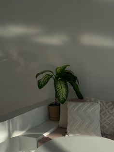 a plant is sitting on top of a bed