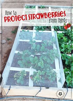 the cover of how to protect strawberries from birds