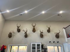 several deer heads mounted to the wall above a kitchen counter