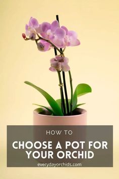 purple orchids in a pink pot with text overlay how to choose a pot for your orchid