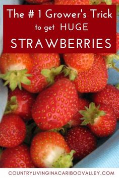 strawberries in a basket with the text, the 1 grower's trick to get huge strawberries