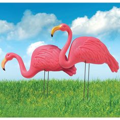 two pink flamingos are standing in the grass