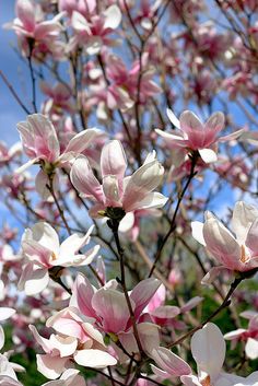 pink and white flowers are blooming on a tree