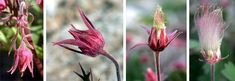 four different pictures of flowers in various stages of blooming, from pink to red