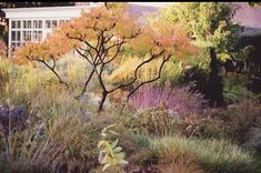 a small tree in the middle of a garden