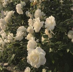 white roses are blooming in the garden