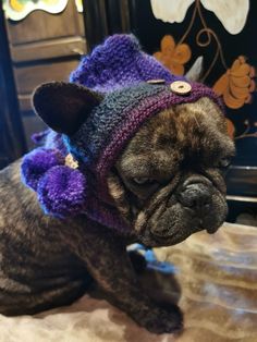 a small dog wearing a knitted hat