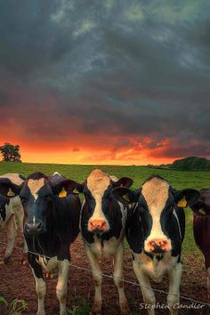 a herd of cows standing on top of a lush green field under a cloudy sky