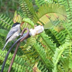 a bird sitting on top of a tree branch next to green leaves and branches with water coming out of it