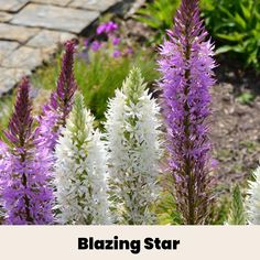 purple and white flowers with the words blazing star above them in front of a garden