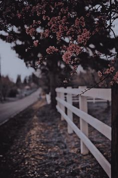 a tree with pink flowers on it next to a white fence and dirt road in the background