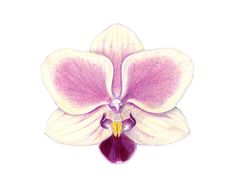 a drawing of a purple and white orchid