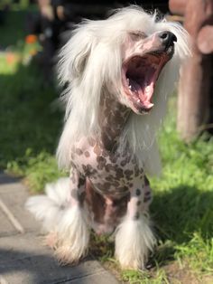 a white dog with long hair sitting on the ground and yawning while it's mouth is open