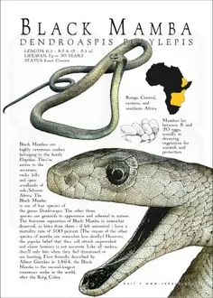 an illustration of a black mamba snake