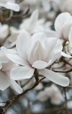 white flowers are blooming on the tree