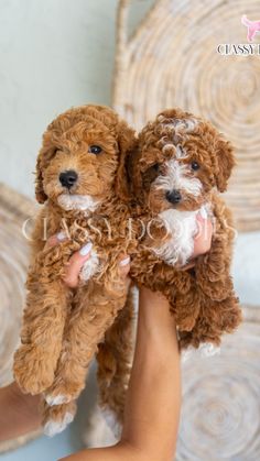 a person holding two small dogs in their hands, one is brown and the other is white