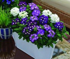 purple and white flowers are sitting on a table