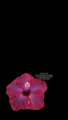 a pink flower is in the dark with a bible verse on it's side