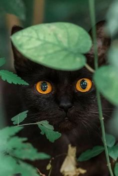 a black cat with orange eyes hiding behind some green leaves and looking at the camera