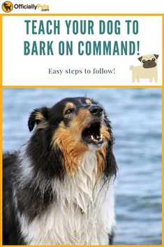 a dog with its mouth open and the words teach your dog to bark on command