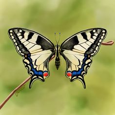 a butterfly sitting on top of a flower next to a green background with red and blue accents