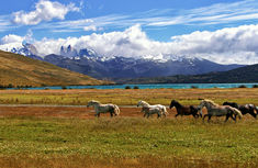 several horses are running in the field with mountains in the background