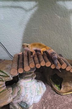 a gecko sitting on top of a pile of logs in front of a wall