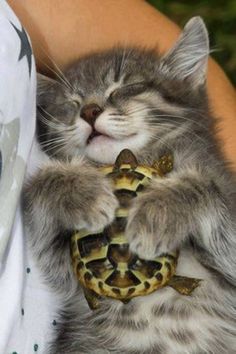 a cat that is holding a turtle in its paws with it's eyes closed