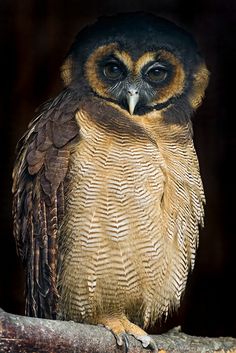 an owl sitting on top of a tree branch