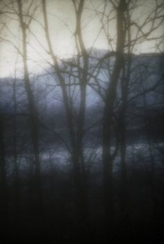 trees with no leaves in front of a dark sky