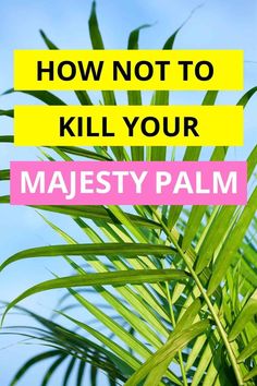 a palm tree with the words how not to kill your majety palm on it