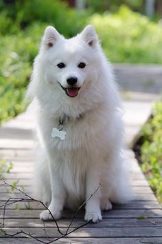 a white dog sitting on top of a wooden walkway