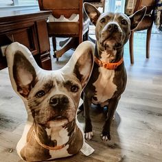 two dogs sitting next to each other on the floor