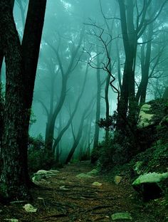 a chair sitting in the middle of a forest