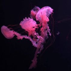 two pink jellyfish swimming in the dark water