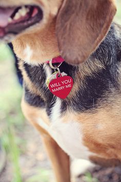 a dog with a heart tag on it's collar