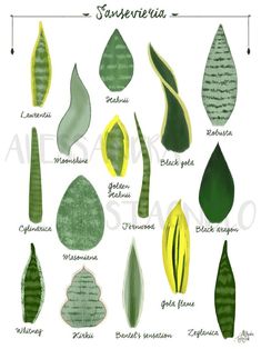 the different types of leaves and their names are shown in this poster, which is also available