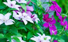 purple and white flowers are growing in the garden