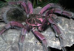 a purple spider sitting on top of a rock