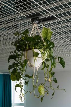 a potted plant hanging from the ceiling