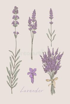 lavender flowers on a white background